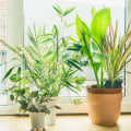 Air Filtering Plants NASA Recommends for Pure, Fresh Air