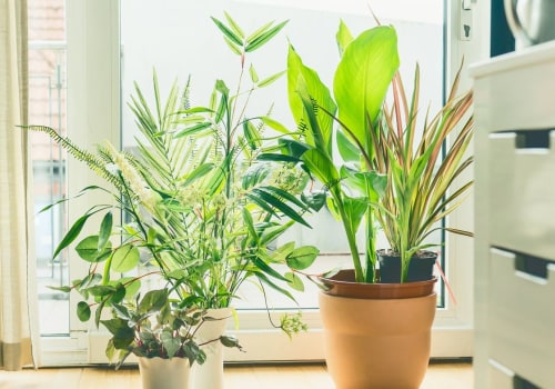 Air Filtering Plants NASA Recommends for Pure, Fresh Air